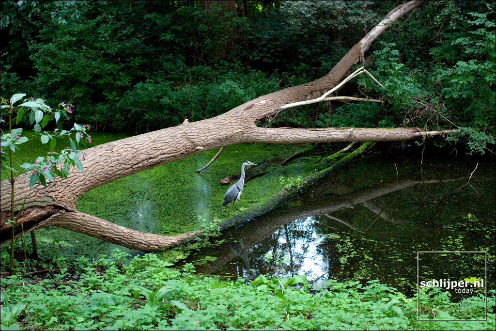 100901-36-amsterdamsebos-reiger