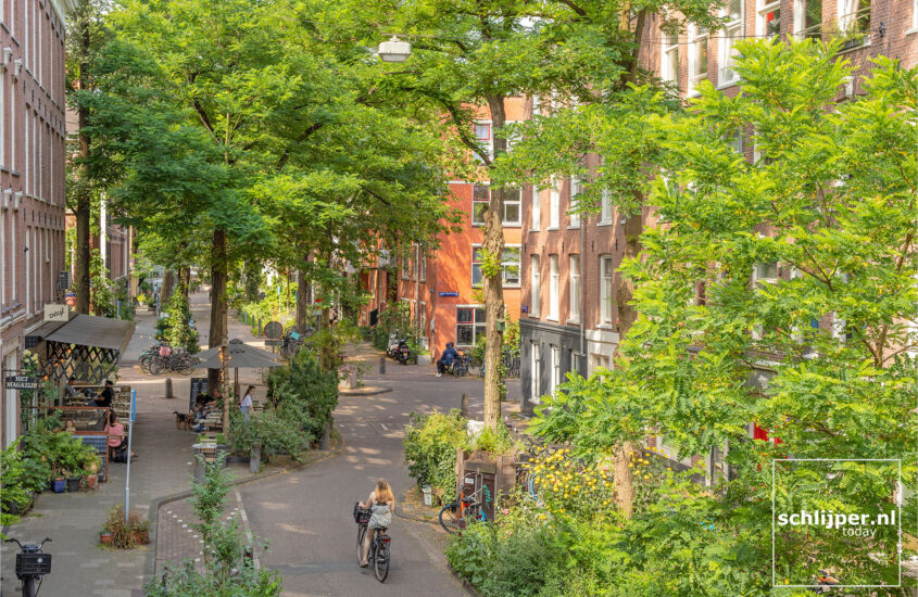The Tree Atlas: Mapping Amsterdam’s Unique Tree Heritage